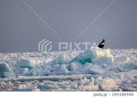 鷲　オオワシ　北海道　オホーツク海　遊覧船　クルーズ船　流氷 104386400