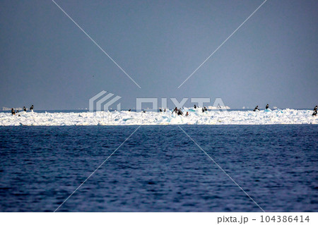 鷲　オオワシ　北海道　オホーツク海　遊覧船　クルーズ船　流氷 104386414