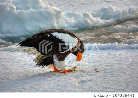 鷲　オオワシ　北海道　オホーツク海　遊覧船　クルーズ船　流氷 104386441