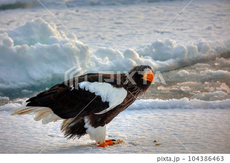 鷲　オオワシ　北海道　オホーツク海　遊覧船　クルーズ船　流氷 104386463