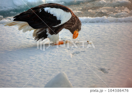 鷲　オオワシ　北海道　オホーツク海　遊覧船　クルーズ船　流氷 104386476