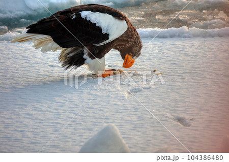 鷲　オオワシ　北海道　オホーツク海　遊覧船　クルーズ船　流氷 104386480