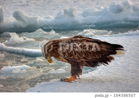 鷲　オオワシ　北海道　オホーツク海　遊覧船　クルーズ船　流氷 104386507