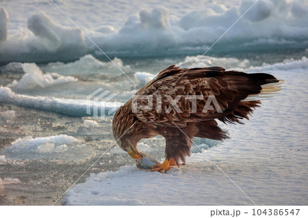 鷲　オオワシ　北海道　オホーツク海　遊覧船　クルーズ船　流氷 104386547