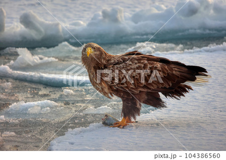 鷲　オオワシ　北海道　オホーツク海　遊覧船　クルーズ船　流氷 104386560