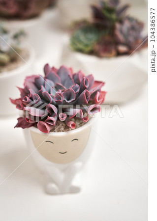 Echeveria Succulent house plant in a pot and other potted house plants on a table 104386577