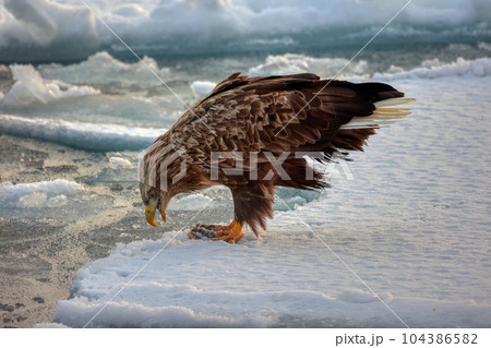 鷲　オオワシ　北海道　オホーツク海　遊覧船　クルーズ船　流氷 104386582