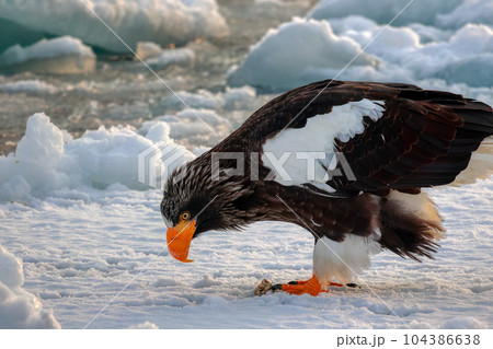 鷲　オオワシ　北海道　オホーツク海　遊覧船　クルーズ船　流氷 104386638