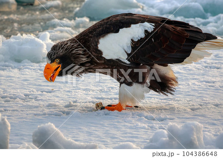 鷲 オオワシ 北海道 オホーツク海 遊覧船 クルーズ船 流氷 鷲 オオワシ 北海道 オホーツク海 遊覧船 クルーズ船 流氷 104386648
