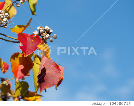 青空と紅葉したナンキンハゼの葉と白い実 青空と紅葉したナンキンハゼの葉と白い実 104386717