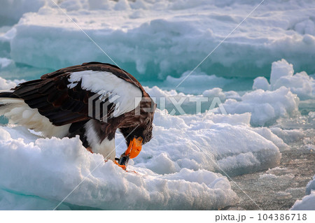 鷲　オオワシ　北海道　オホーツク海　遊覧船　クルーズ船　流氷 104386718