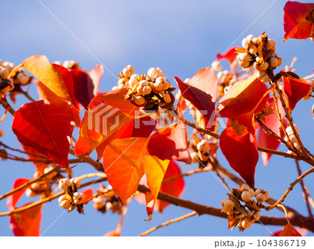 秋に紅葉したトウダイグサ科のナンキンハゼの葉と白い実 秋に紅葉したトウダイグサ科のナンキンハゼの葉と白い実 104386719