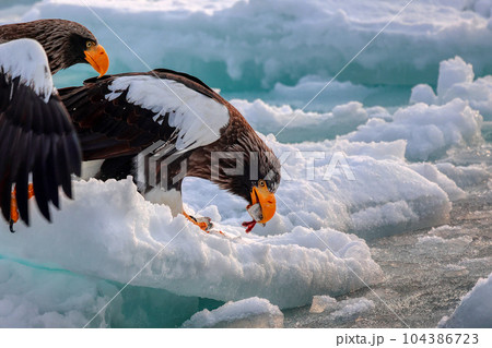 鷲　オオワシ　北海道　オホーツク海　遊覧船　クルーズ船　流氷 104386723