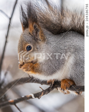 The squirrel with nut sits on tree in the winter or late autumn. Portrait of the squirrel close-up 104386798