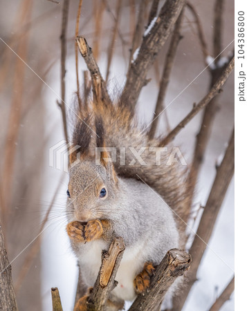 The squirrel with nut sits on tree in the winter or late autumn 104386800