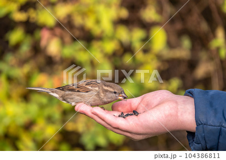 The boy feeds the birds with seeds from his hand. Sparrow eats seeds from the boy's hand 104386811