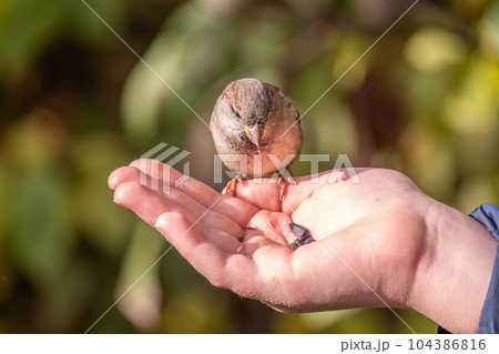 The boy feeds the birds with seeds from his hand. Sparrow eats seeds from the boy's hand 104386816