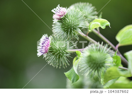 ゴボウ（牛蒡）の花と蕾 104387602