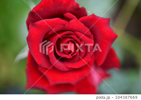 深紅のバラ（薔薇） 104387669