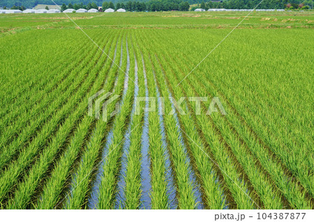 順調に生育中の稲　北海道 104387877