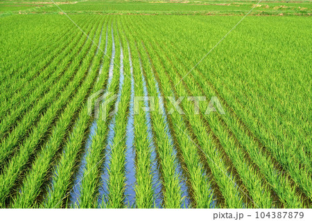 順調に生育中の稲　北海道 104387879