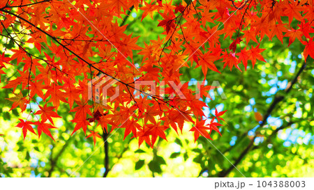 秋の紅葉の風景（枯葉、落葉、紅葉樹木など） 104388003