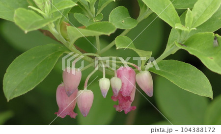 ウラジロヨウラクの花 ウラジロヨウラクの花 104388172