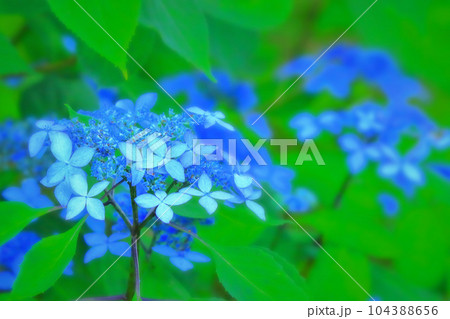 新緑と鮮やかなブルーの紫陽花の花 新緑と鮮やかなブルーの紫陽花の花 104388656