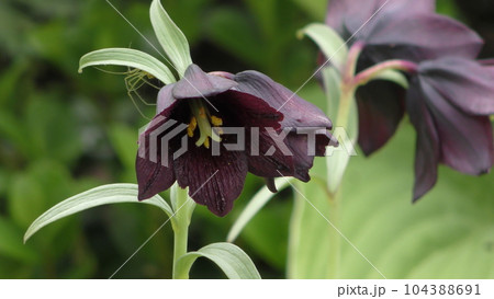 クロユリの花 クロユリの花 104388691