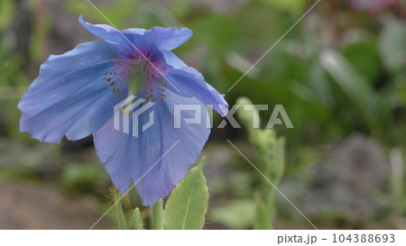 青いケシの花 104388693