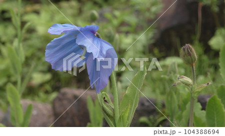 青いケシの花 104388694