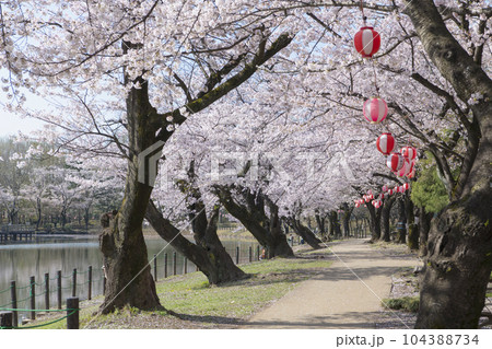 公園の桜 104388734