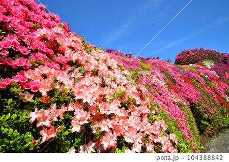 ツツジ ツツジ 104388842