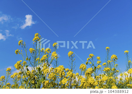 菜の花 104388912
