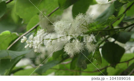 タンナサワフタギの花 104389016