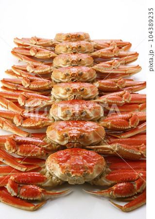 1列に並べたボイルズワイガニ 104389235