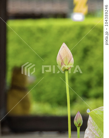 龍箪寺の境内の景色 104389246