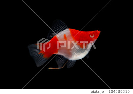 Albino Santaclaus Molly Swordtail Albino Santaclaus Molly Swordtail 104389319