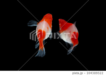 Albino Santaclaus Molly Swordtail Albino Santaclaus Molly Swordtail 104389322