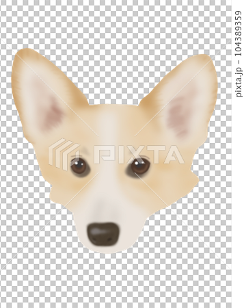 柯基臉 柯基臉 104389359