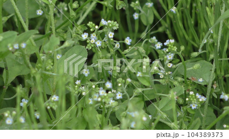 キュウリグサの花 104389373