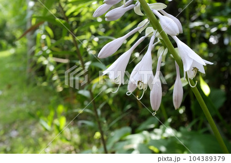 オオバギボウシの開花 104389379