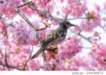 桜とヒヨドリ 104389672
