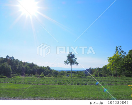 北海道の絶景 十勝ヒルズの風景 104389845