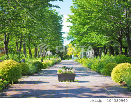 北海道の絶景 十勝ヒルズの風景 北海道の絶景 十勝ヒルズの風景 104389940