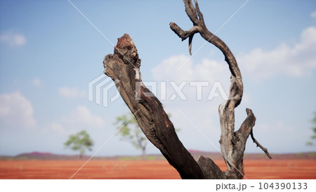 Dry landscape of grassland and trees on winter Dry landscape of grassland and trees on winter 104390133