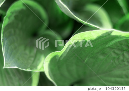 Close-up hosta leaves in summer garden Close-up hosta leaves in summer garden 104390155