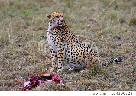 Leopard with just caught prey 104390523
