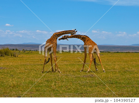 Two male giraffes necking and fighting for dominance over a herd Two male giraffes necking and fighting for dominance over a herd 104390527