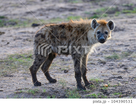 African hyena in the Kenyan savannah 104390531